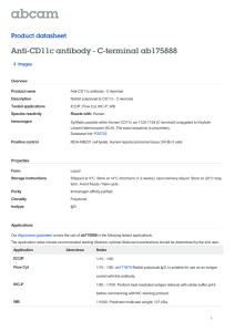 Anti-CD11c antibody - C-terminal ab175888 Product datasheet 4 Images Overview