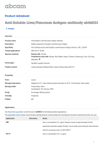 Anti-Soluble Liver/Pancreas Antigen antibody ab56033