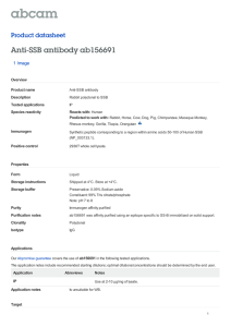 Anti-SSB antibody ab156691 Product datasheet 1 Image