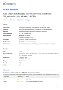 Anti-Oligodendrocyte Specific Protein antibody - Oligodendrocyte Marker ab7474