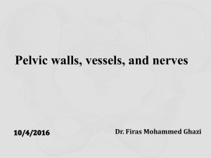 Pelvic walls, vessels, and nerves Dr. Firas Mohammed Ghazi