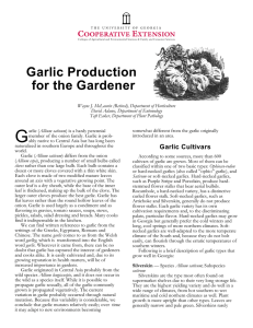 Garlic Production for the Gardener