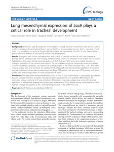 Lung mesenchymal expression of Sox9 plays a Open Access