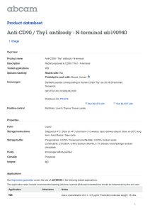 Anti-CD90 / Thy1 antibody - N-terminal ab190940 Product datasheet 1 Image