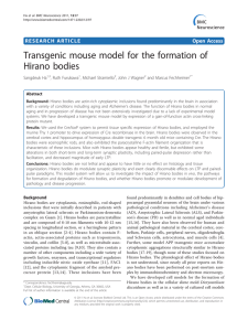 Transgenic mouse model for the formation of Hirano bodies Open Access
