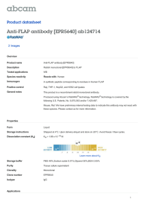 Anti-FLAP antibody [EPR5640] ab124714 Product datasheet 2 Images Overview