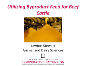 Utilizing Byproduct Feed for Beef  g yp f Cattle