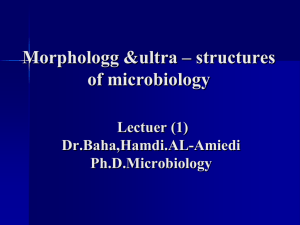 Morphologg &amp;ultra – structures of microbiology  Lectuer (1)