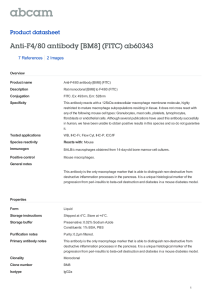 Anti-F4/80 antibody [BM8] (FITC) ab60343 Product datasheet 7 References 2 Images