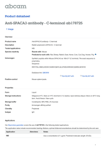 Anti-SPACA3 antibody - C-terminal ab178725 Product datasheet 1 Image