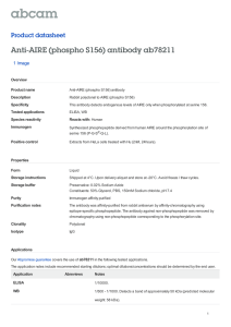 Anti-AIRE (phospho S156) antibody ab78211 Product datasheet 1 Image Overview
