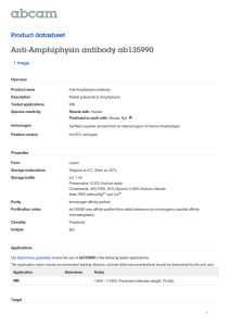 Anti-Amphiphysin antibody ab135990 Product datasheet 1 Image