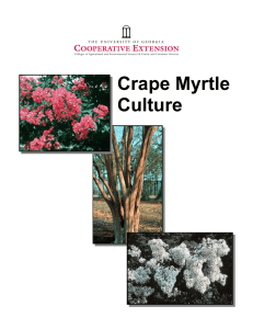 Crape Myrtle Culture