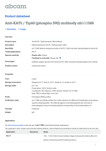 Anti-KAT5 / Tip60 (phospho S90) antibody ab111588 Product datasheet 1 Abreviews 1 Image