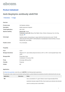 Anti-Gephyrin antibody ab83765 Product datasheet 1 Abreviews 1 Image