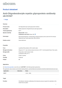 Anti-Oligodendrocyte myelin glycoprotein antibody ab101567