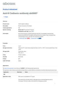 Anti-R Cadherin antibody ab55007 Product datasheet 1 Image