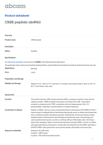 CREB peptide ab4963 Product datasheet Overview Product name