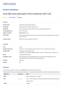 Anti-IkB beta (phospho S23) antibody ab51142 Product datasheet 1 Abreviews 2 Images