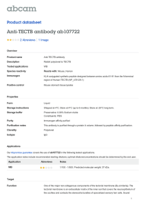 Anti-TECTB antibody ab107722 Product datasheet 2 Abreviews 1 Image