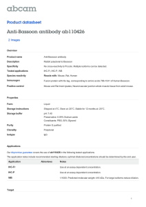 Anti-Bassoon antibody ab110426 Product datasheet 2 Images Overview