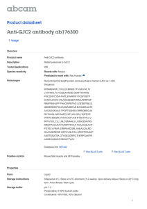 Anti-GJC2 antibody ab176300 Product datasheet 1 Image