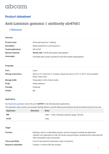 Anti-Laminin gamma 1 antibody ab47651 Product datasheet 3 References Overview