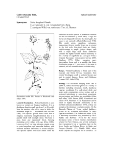 Celtis reticulata Synonyms:  netleaf hackberry