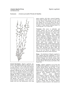 Artemisa bigelovii  Bigelow sagebrush ASTERACEAE