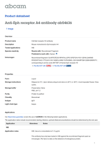 Anti-Eph receptor A4 antibody ab54636 Product datasheet 1 Image