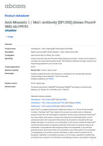 Anti-Musashi 1 / Msi1 antibody [EP1302] (Alexa Fluor®