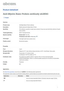 Anti-Myelin Basic Protein antibody ab28541 Product datasheet 2 Images Overview
