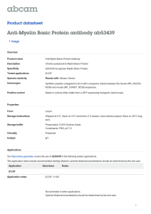 Anti-Myelin Basic Protein antibody ab53439 Product datasheet 1 Image Overview