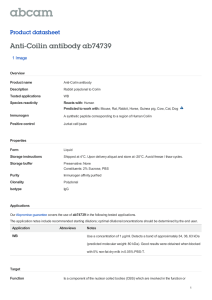 Anti-Coilin antibody ab74739 Product datasheet 1 Image