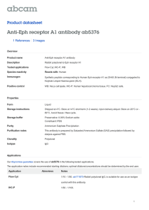 Anti-Eph receptor A1 antibody ab5376 Product datasheet 1 References 3 Images