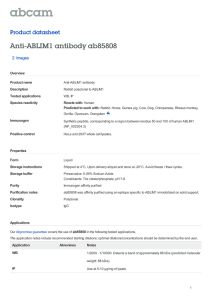 Anti-ABLIM1 antibody ab85808 Product datasheet 2 Images