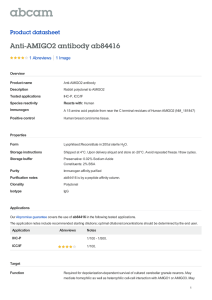 Anti-AMIGO2 antibody ab84416 Product datasheet 1 Abreviews 1 Image
