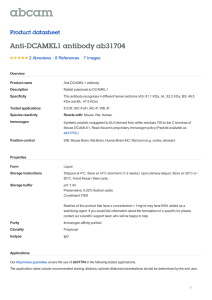 Anti-DCAMKL1 antibody ab31704 Product datasheet 2 Abreviews 7 Images
