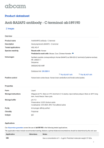 Anti-BAIAP2 antibody - C-terminal ab189190 Product datasheet 2 Images