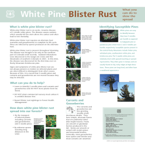 White Pine  Blister Rust What you