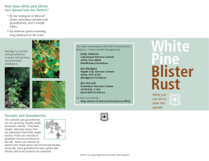 How does white pine blister rust spread into our forests?