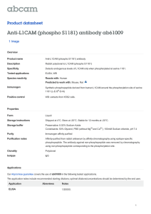 Anti-L1CAM (phospho S1181) antibody ab61009 Product datasheet 1 Image Overview