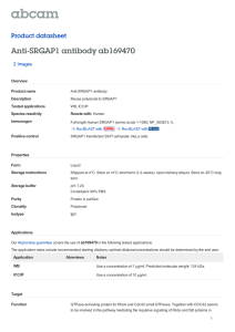 Anti-SRGAP1 antibody ab169470 Product datasheet 2 Images Overview