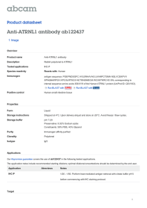 Anti-ATRNL1 antibody ab122437 Product datasheet 1 Image Overview