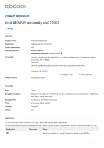 Anti-SNAP29 antibody ab171001 Product datasheet 1 Image