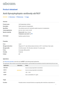 Anti-Synaptophysin antibody ab7837 Product datasheet 2 Abreviews 1 Image