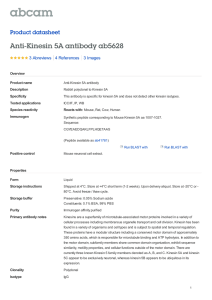 Anti-Kinesin 5A antibody ab5628 Product datasheet 3 Abreviews 3 Images