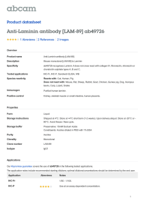 Anti-Laminin antibody [LAM-89] ab49726 Product datasheet 1 Abreviews 2 Images