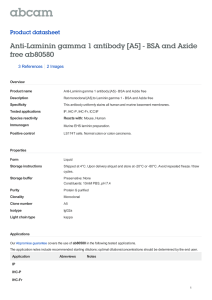 Anti-Laminin gamma 1 antibody [A5] - BSA and Azide free ab80580