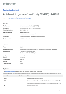 Anti-Laminin gamma 1 antibody [SPM277] ab17792 Product datasheet 2 Abreviews 2 Images
